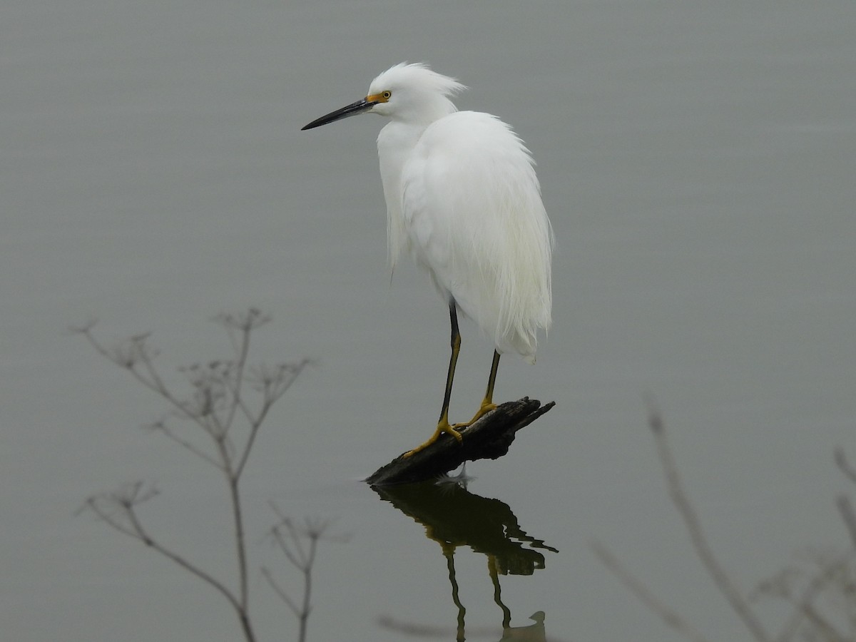 ユキコサギ - ML646999696