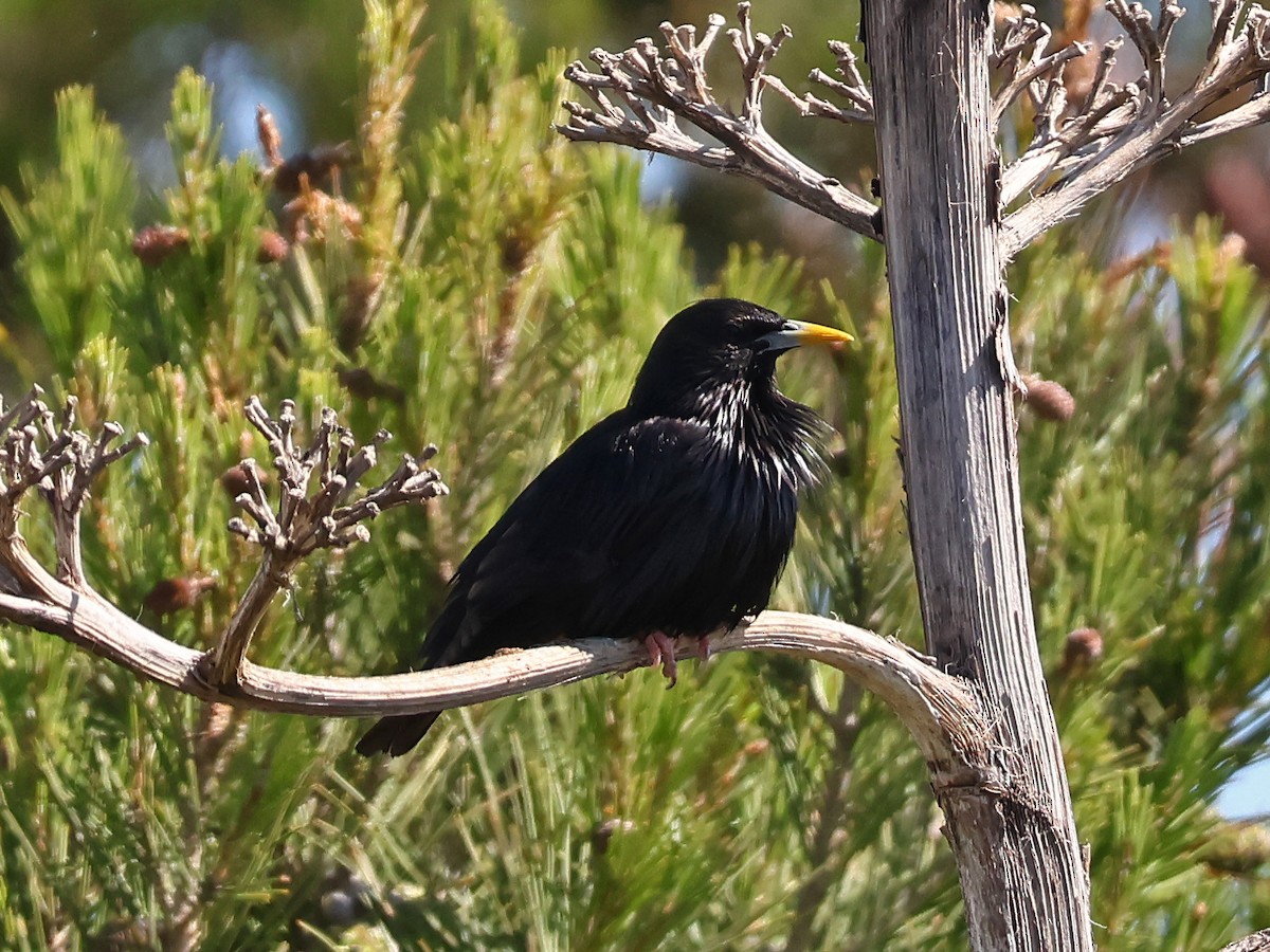 Spotless Starling - ML646999700