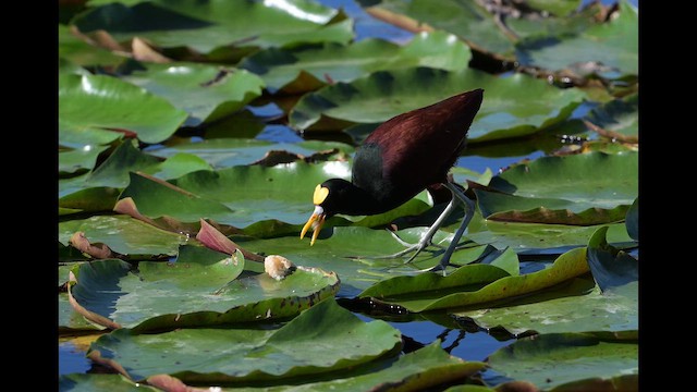 Northern Jacana - ML646999703