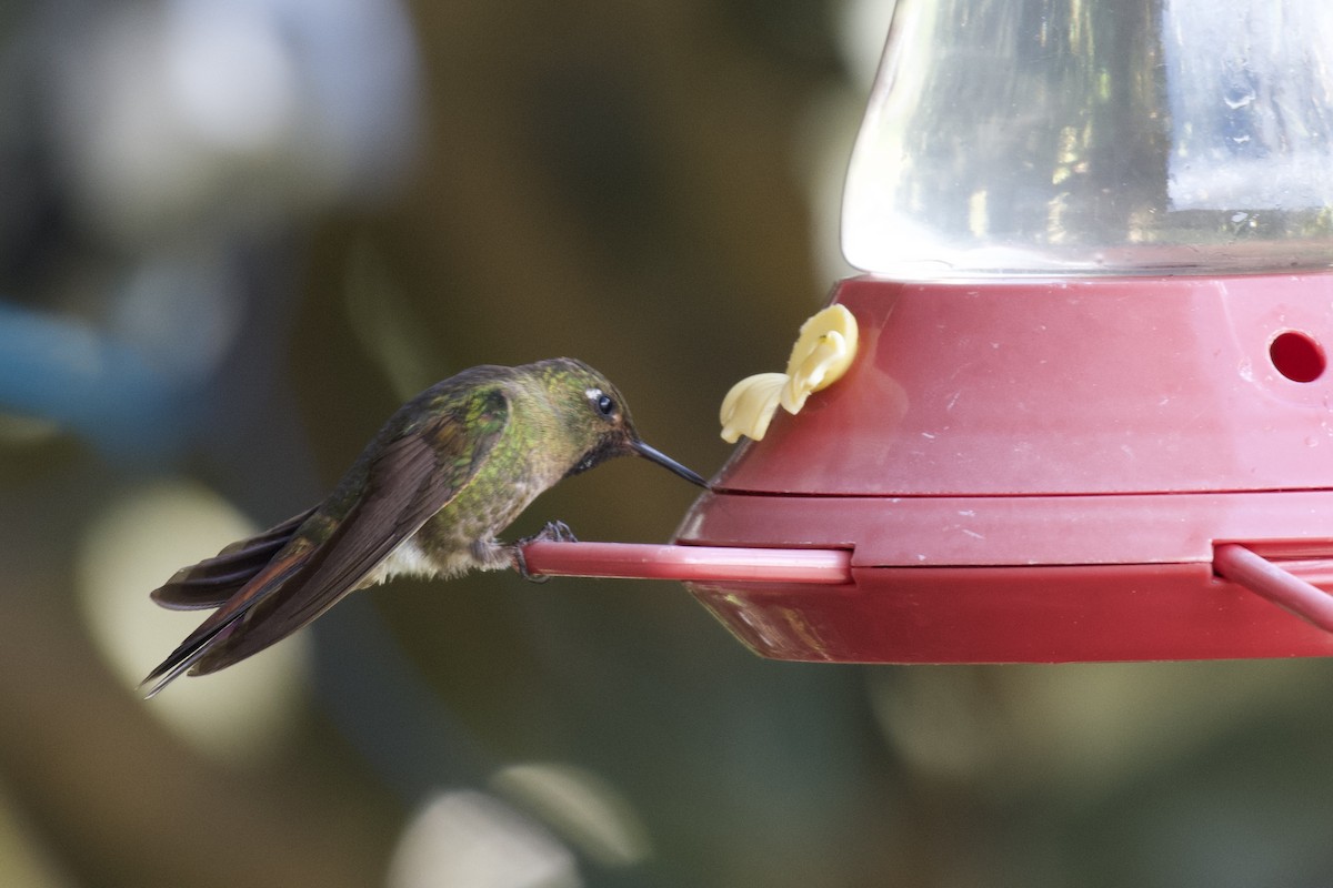 Tiryan Metalkuyruğu - ML646999705