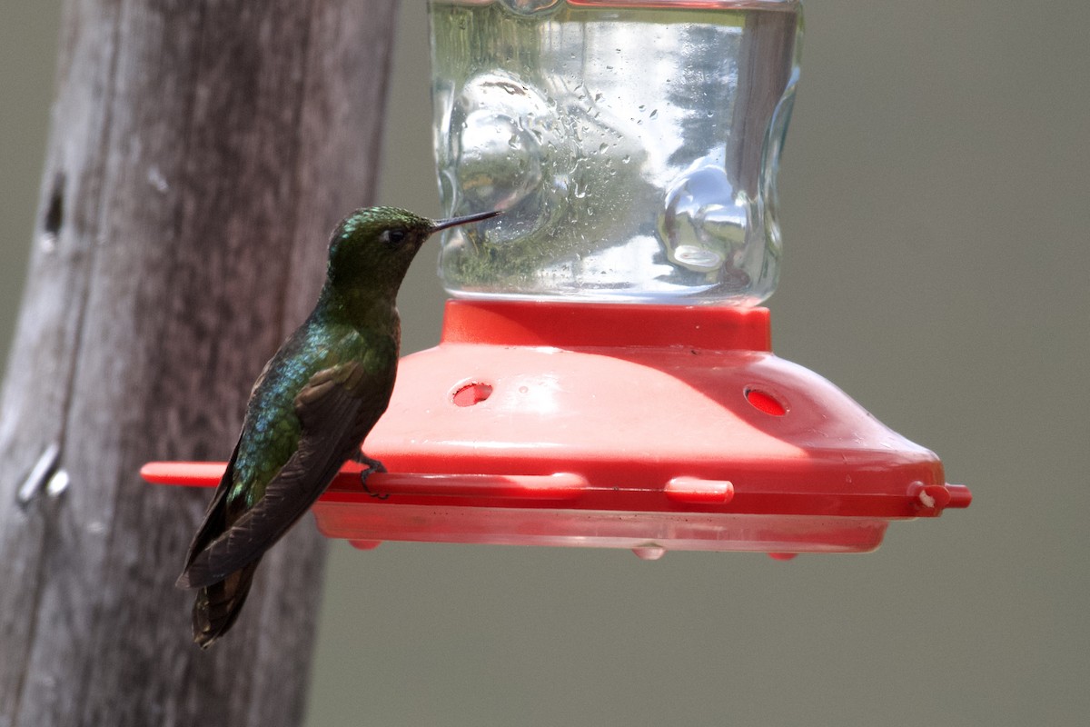 Tiryan Metalkuyruğu - ML646999706