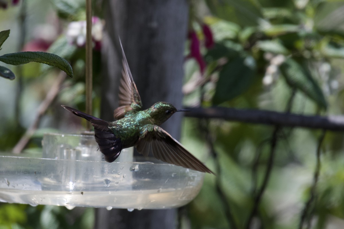 Tyrian Metaltail - ML646999707