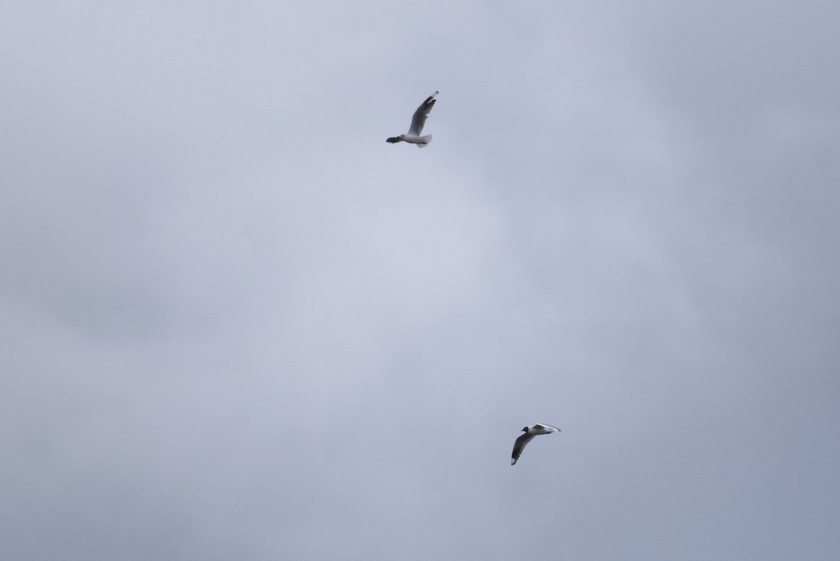 Andean Gull - ML646999722