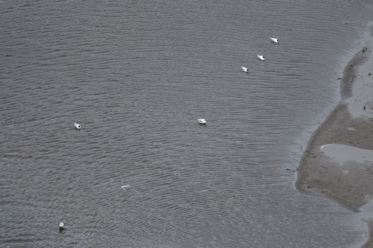 Andean Gull - ML646999723
