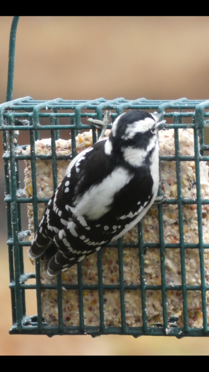 Downy Woodpecker - ML646999725