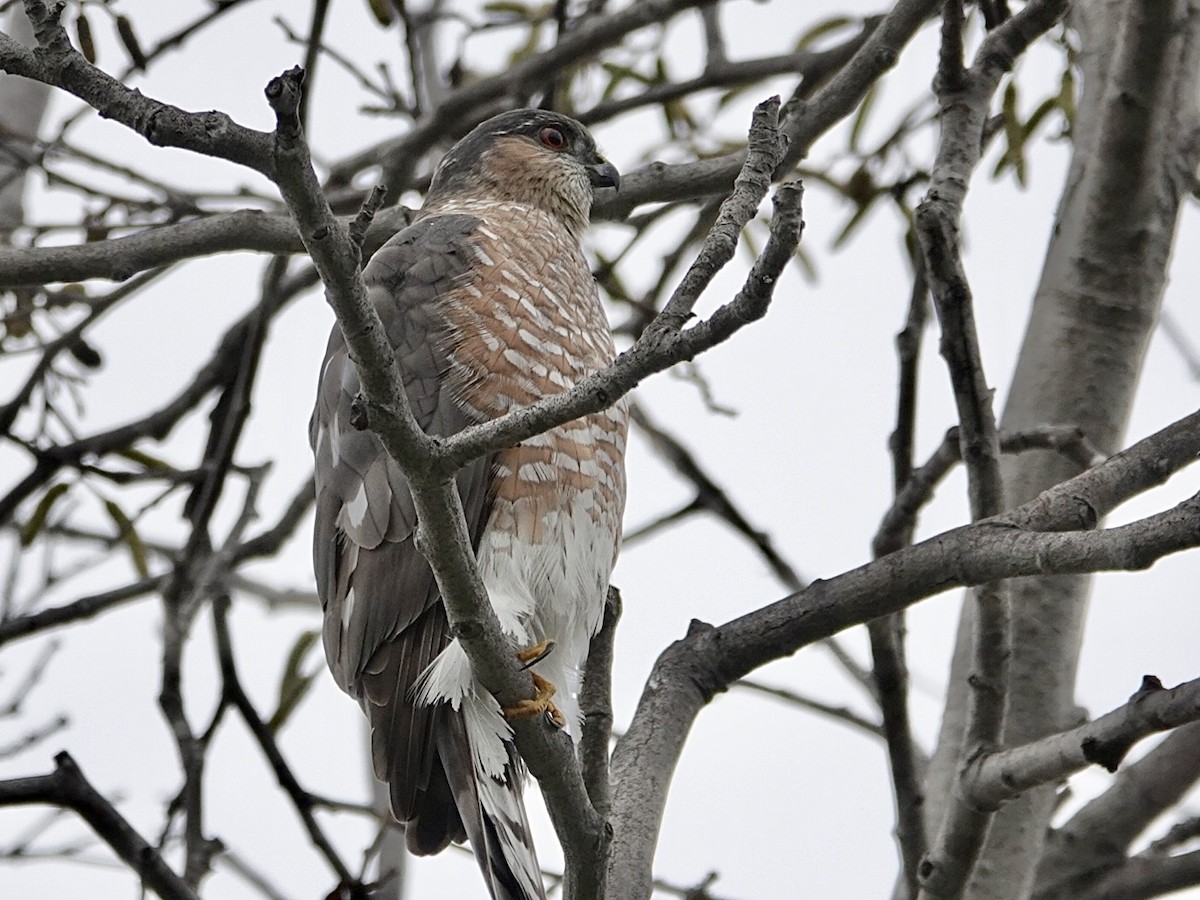 Американский перепелятник - ML646999729