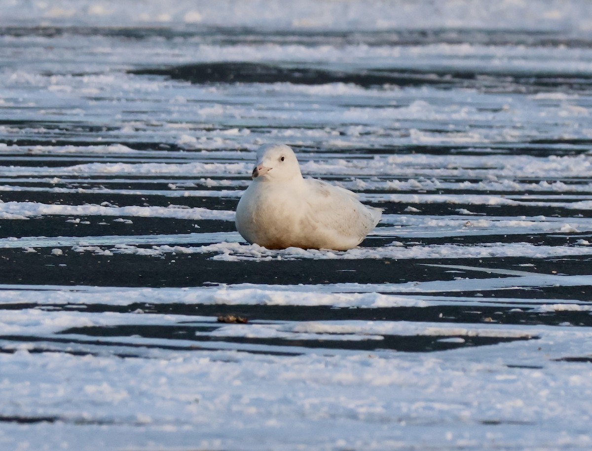 シロカモメ - ML646999731