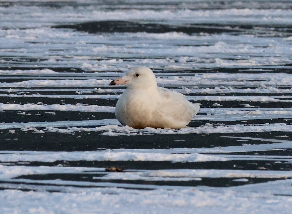 シロカモメ - ML646999732