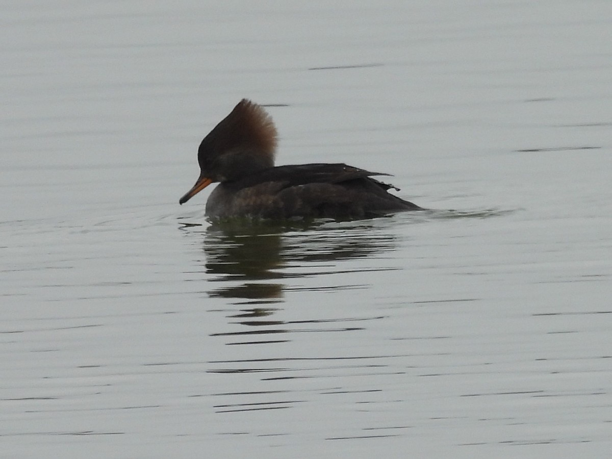 Hooded Merganser - ML646999737