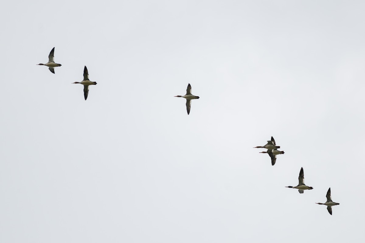 מרגון בינוני - ML646999738