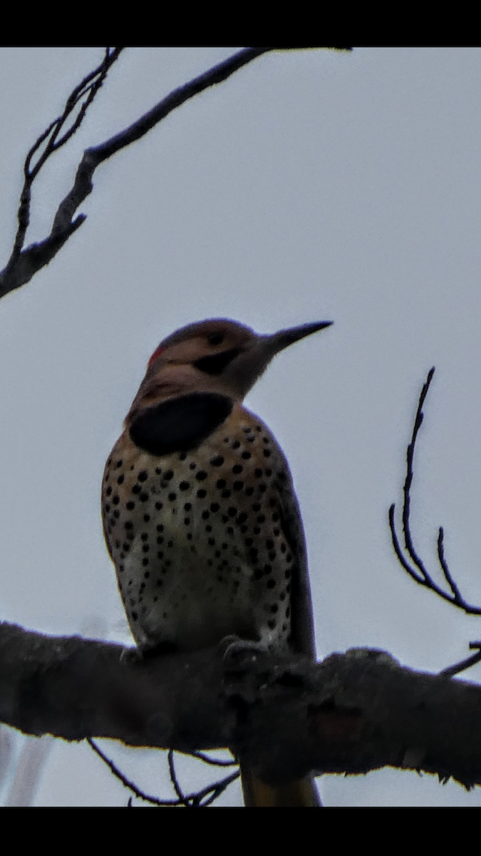 נקר צפון-אמריקני - ML646999740