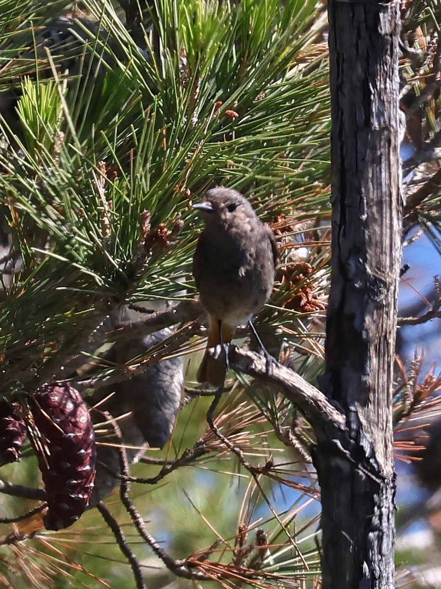 赭紅尾鴝 - ML646999742