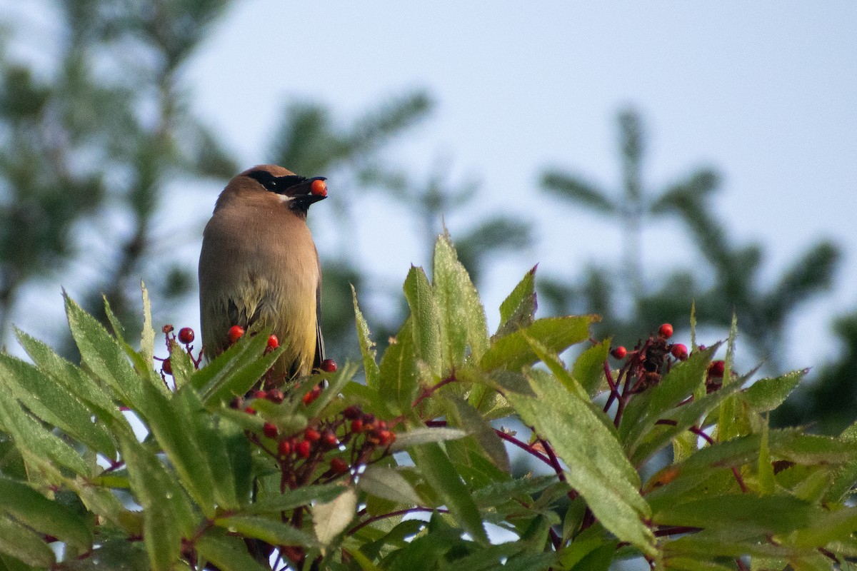 ヒメレンジャク - ML646999747