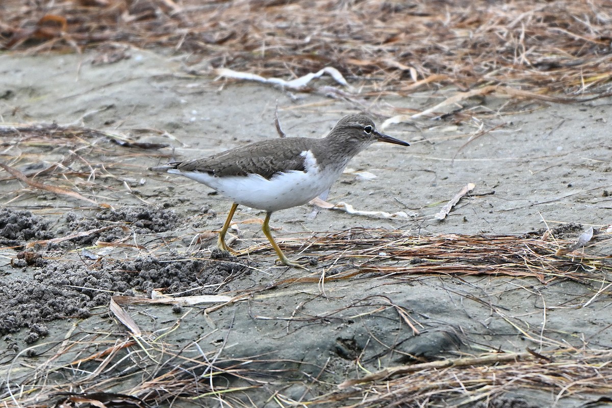 アメリカイソシギ - ML646999750