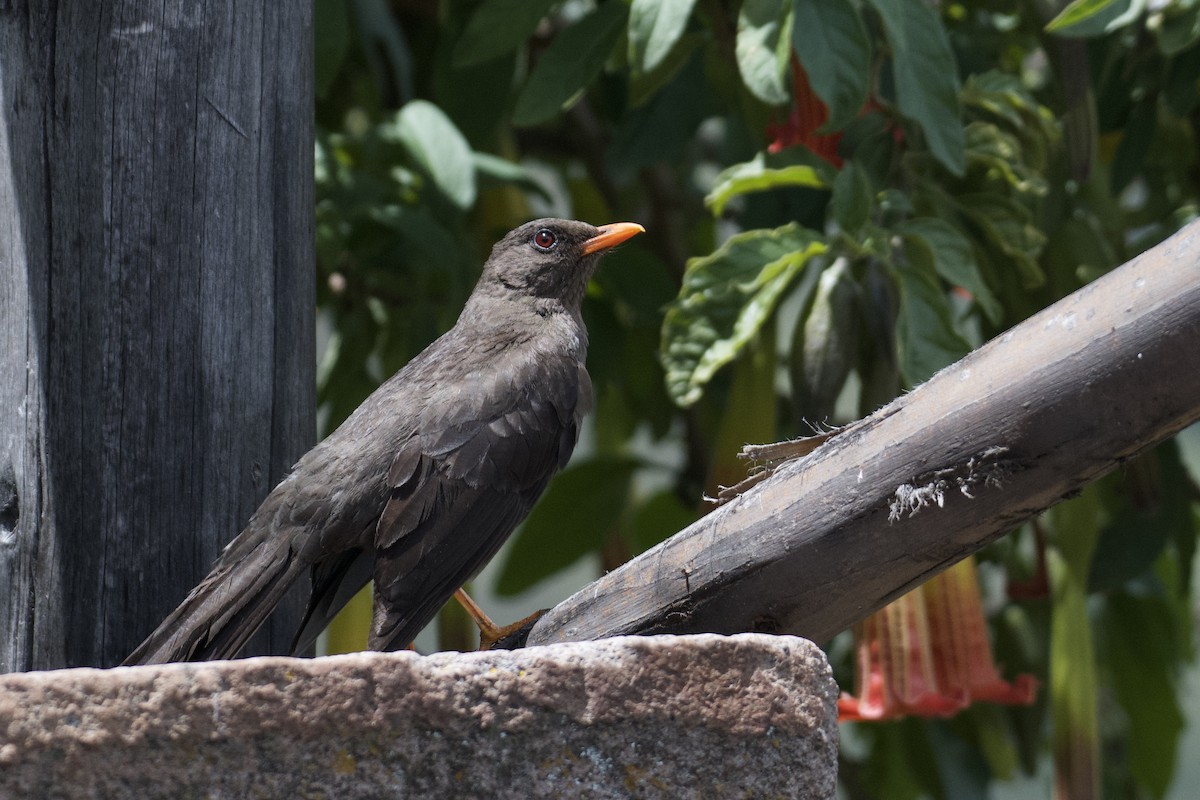 Great Thrush - ML646999753
