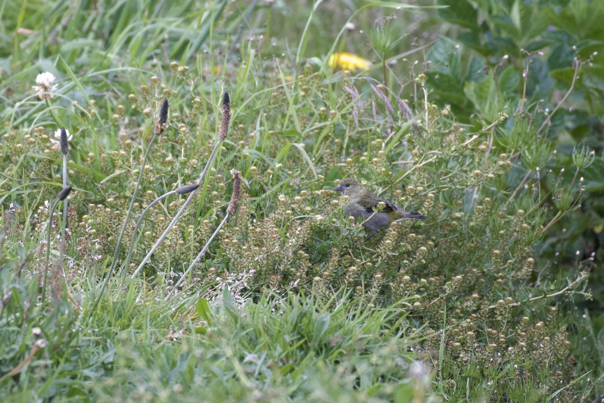 Hooded Siskin - ML646999756