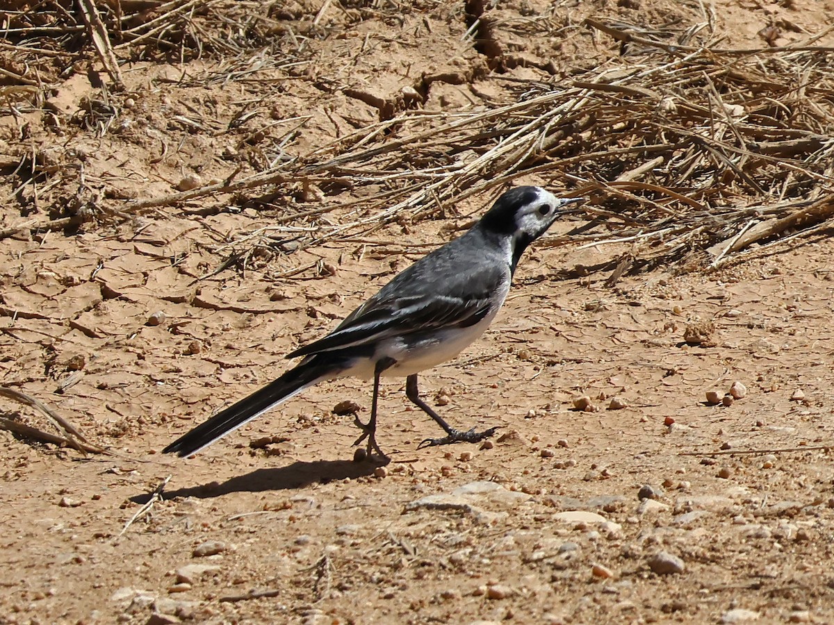 Bachstelze - ML646999765