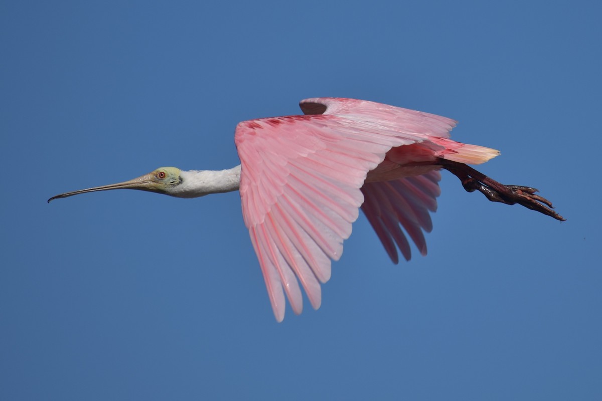 Roseate Spoonbill - ML646999769