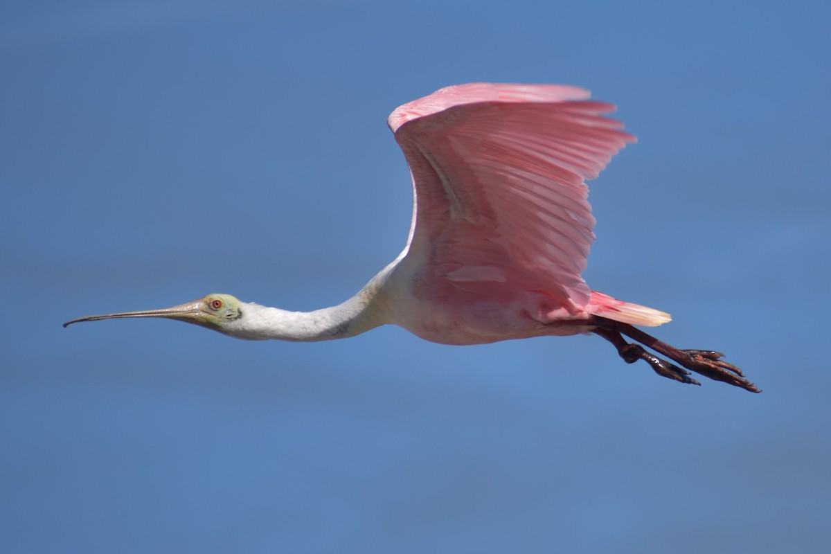 Roseate Spoonbill - ML646999770