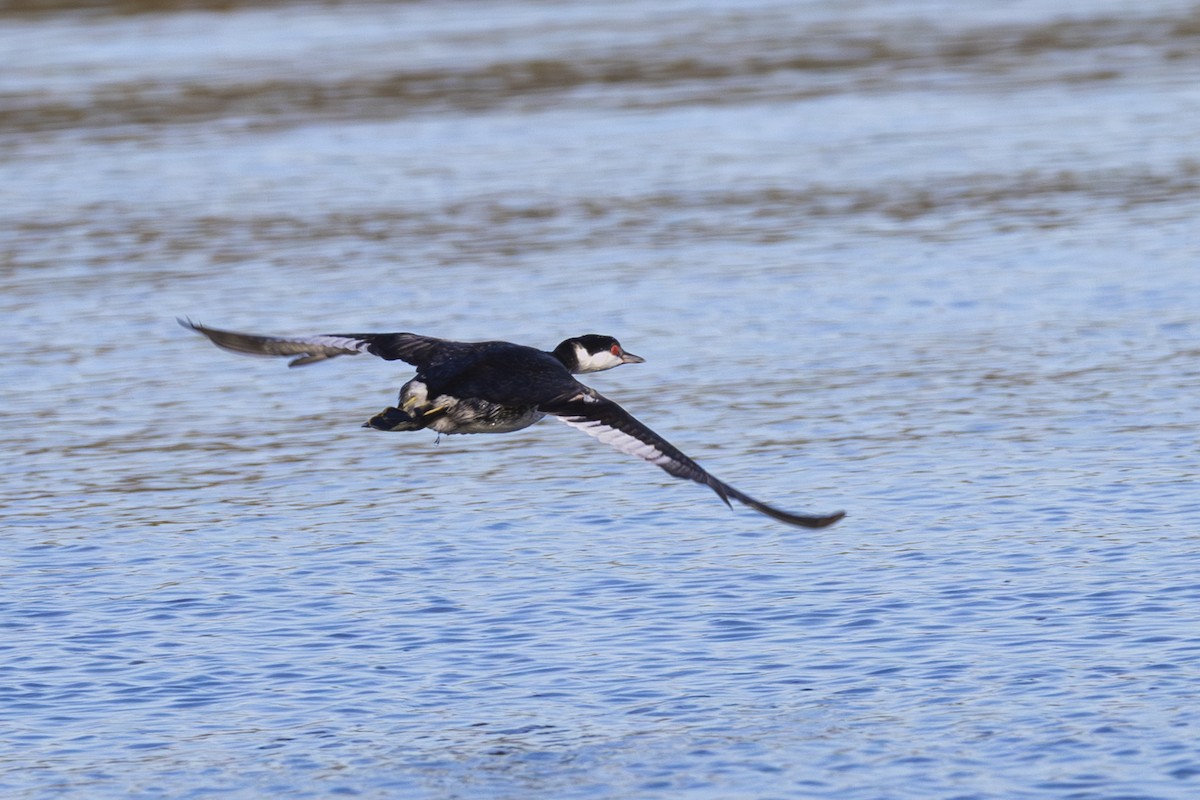 Txilinporta urrebelarria - ML646999773