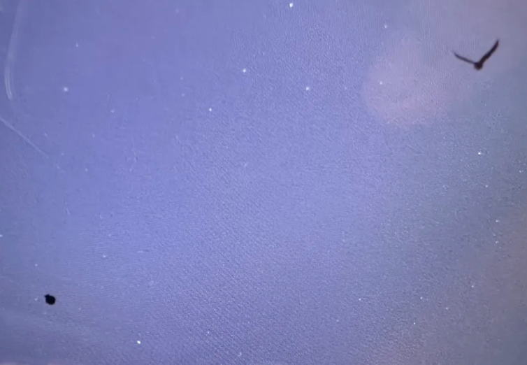 Rusty Blackbird - ML646999781