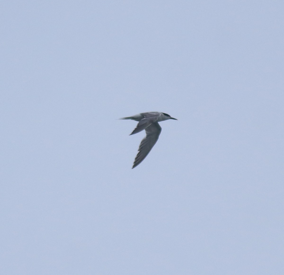 Common Tern - ML646999783