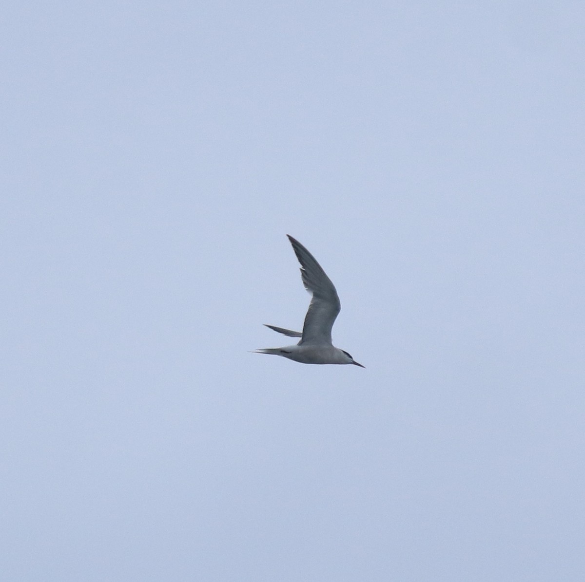 Common Tern - ML646999786