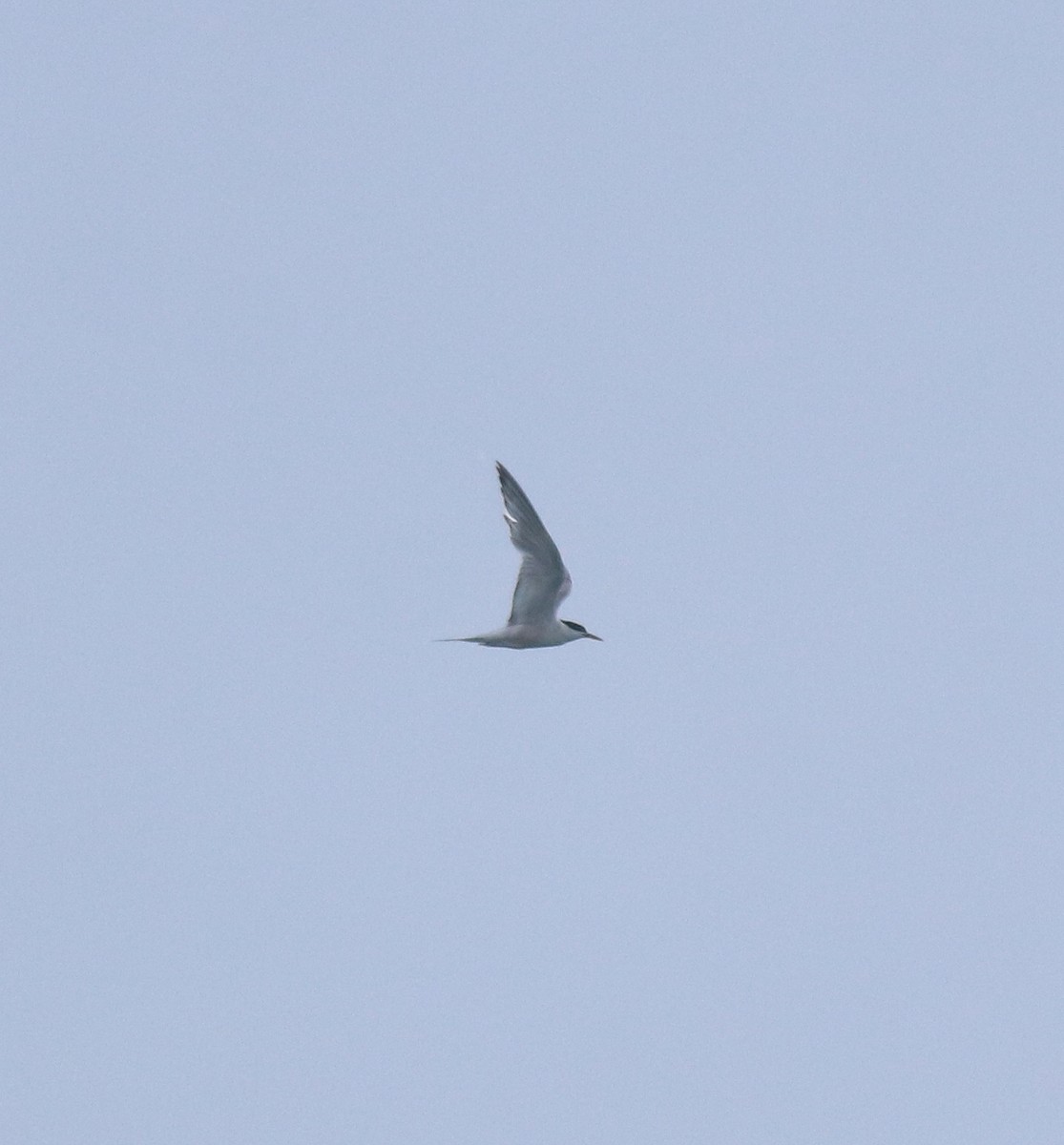 Common Tern - ML646999787