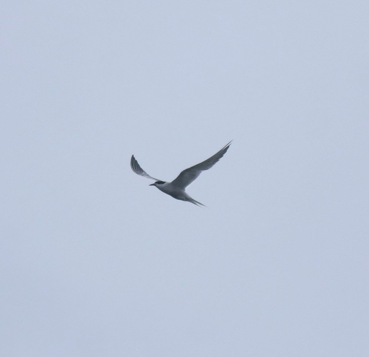 Common Tern - ML646999788