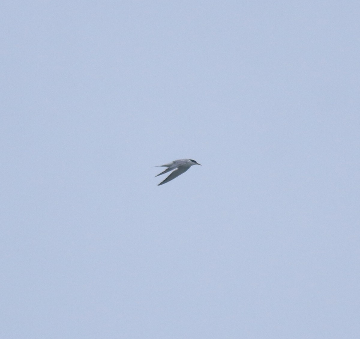 Common Tern - ML646999789