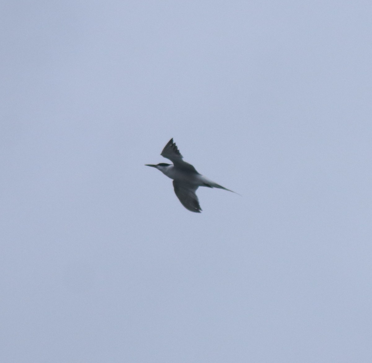 Common Tern - ML646999790