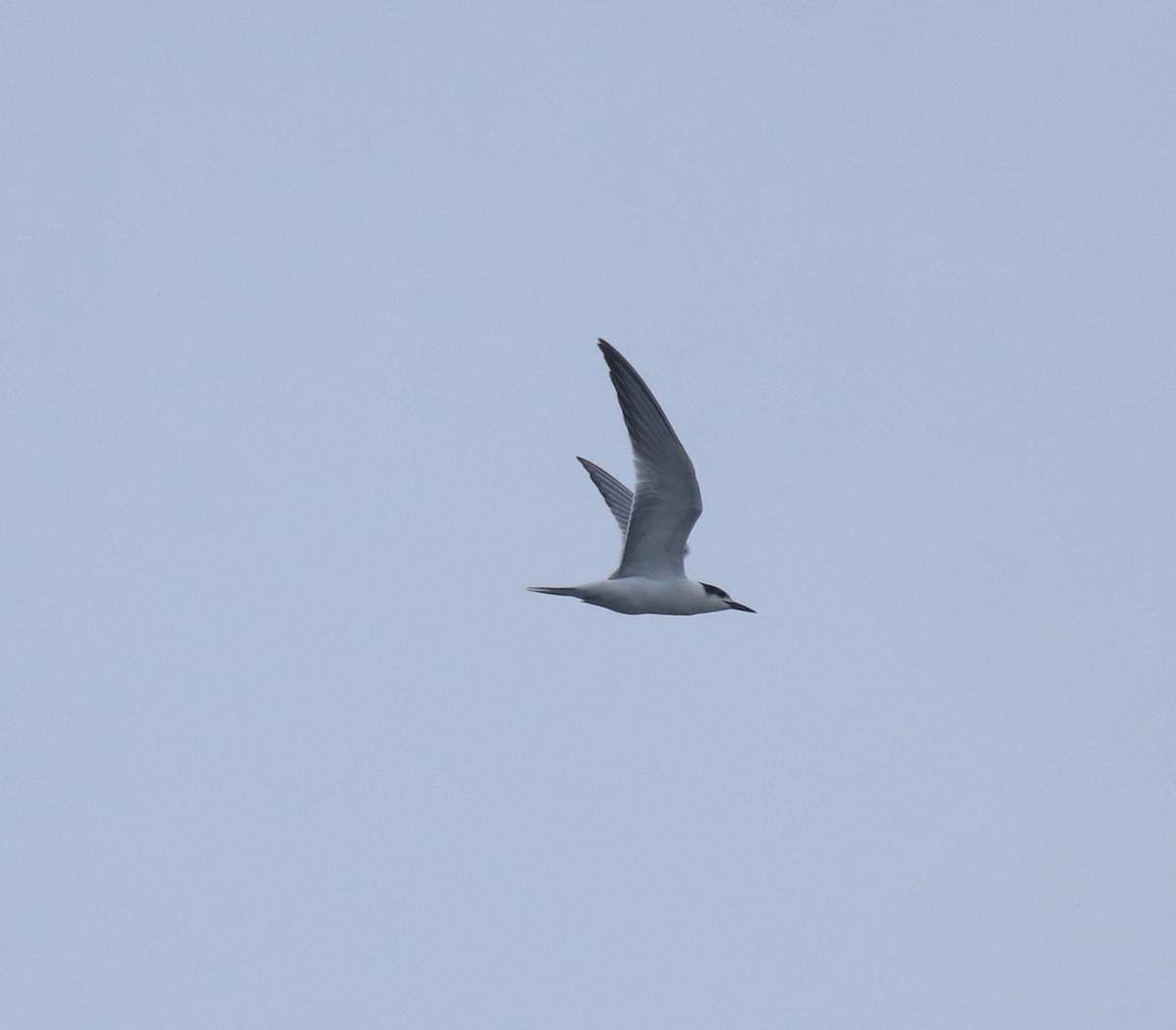 Common Tern - ML646999791
