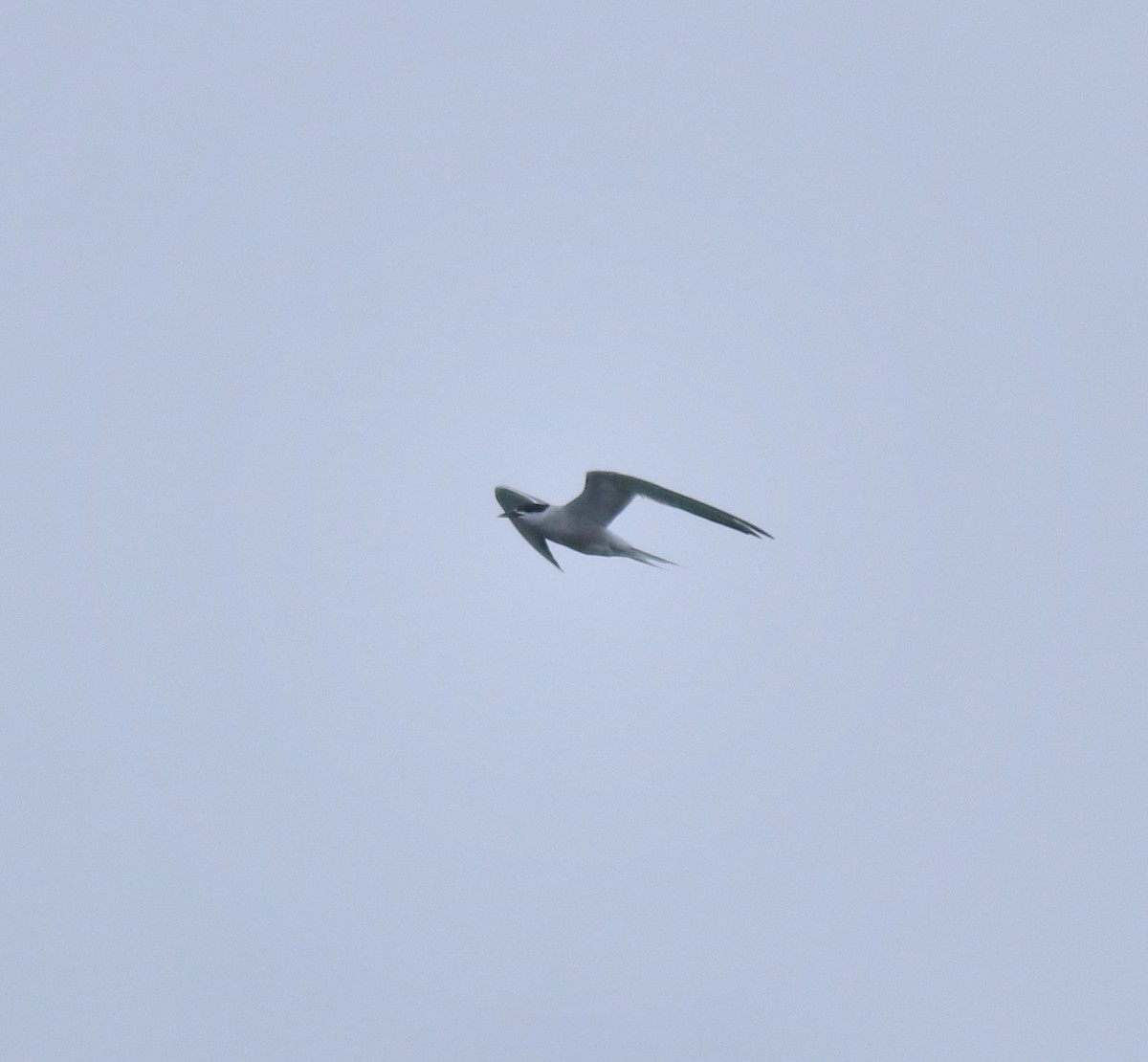 Common Tern - ML646999792