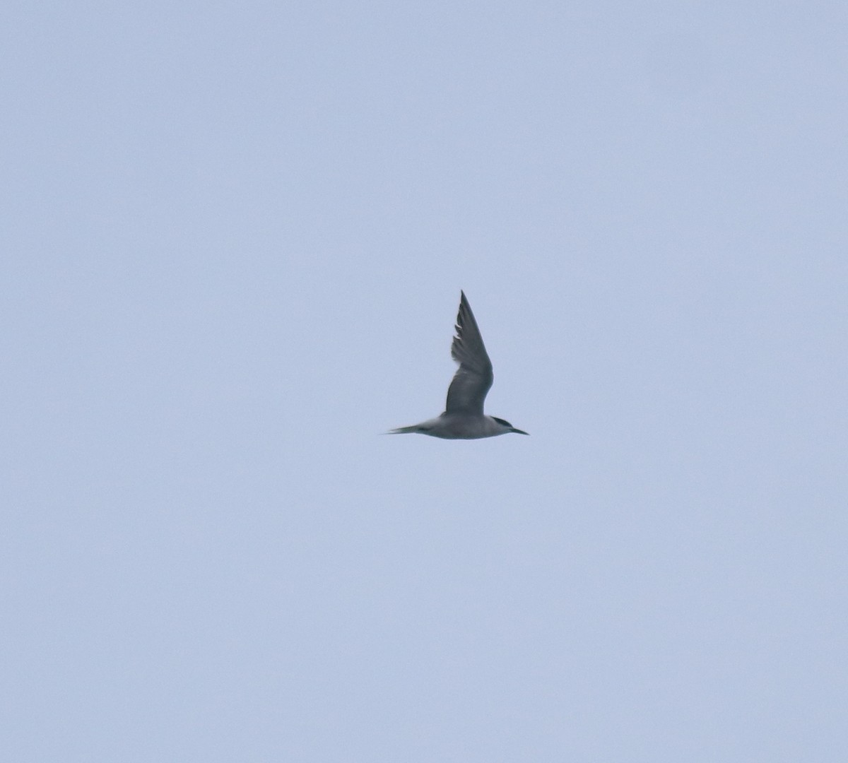Common Tern - ML646999793