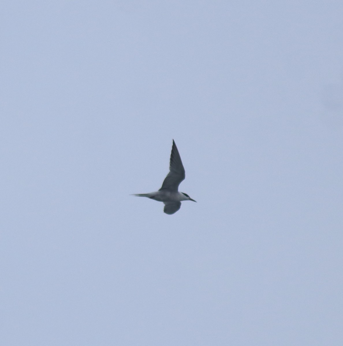 Common Tern - ML646999794