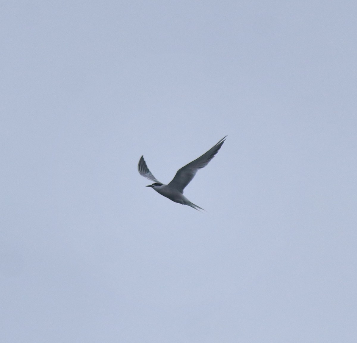 Common Tern - ML646999795
