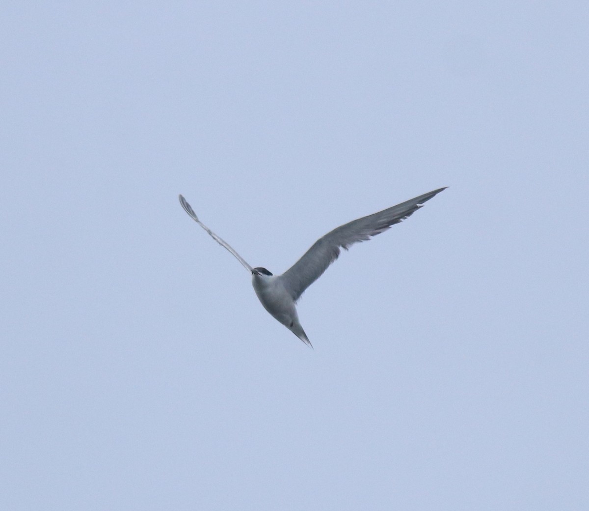 Common Tern - ML646999796