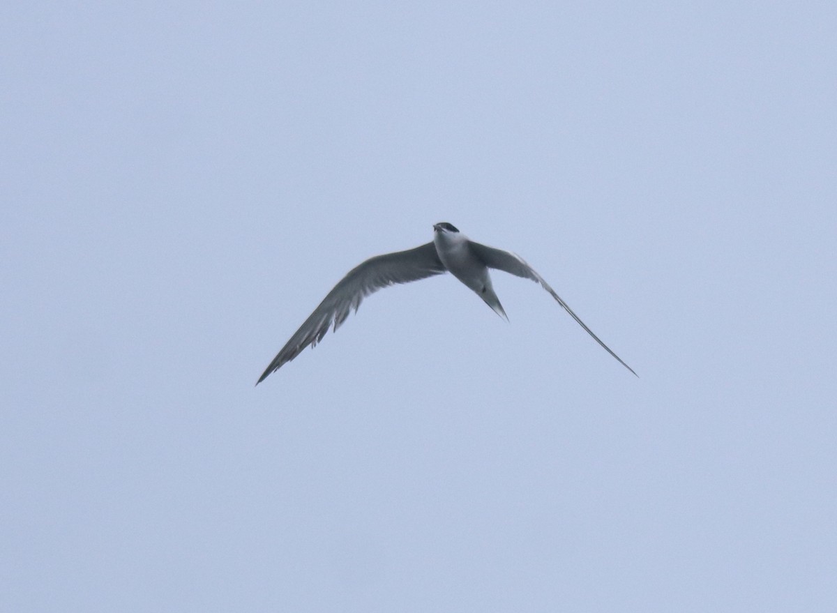 Common Tern - ML646999797