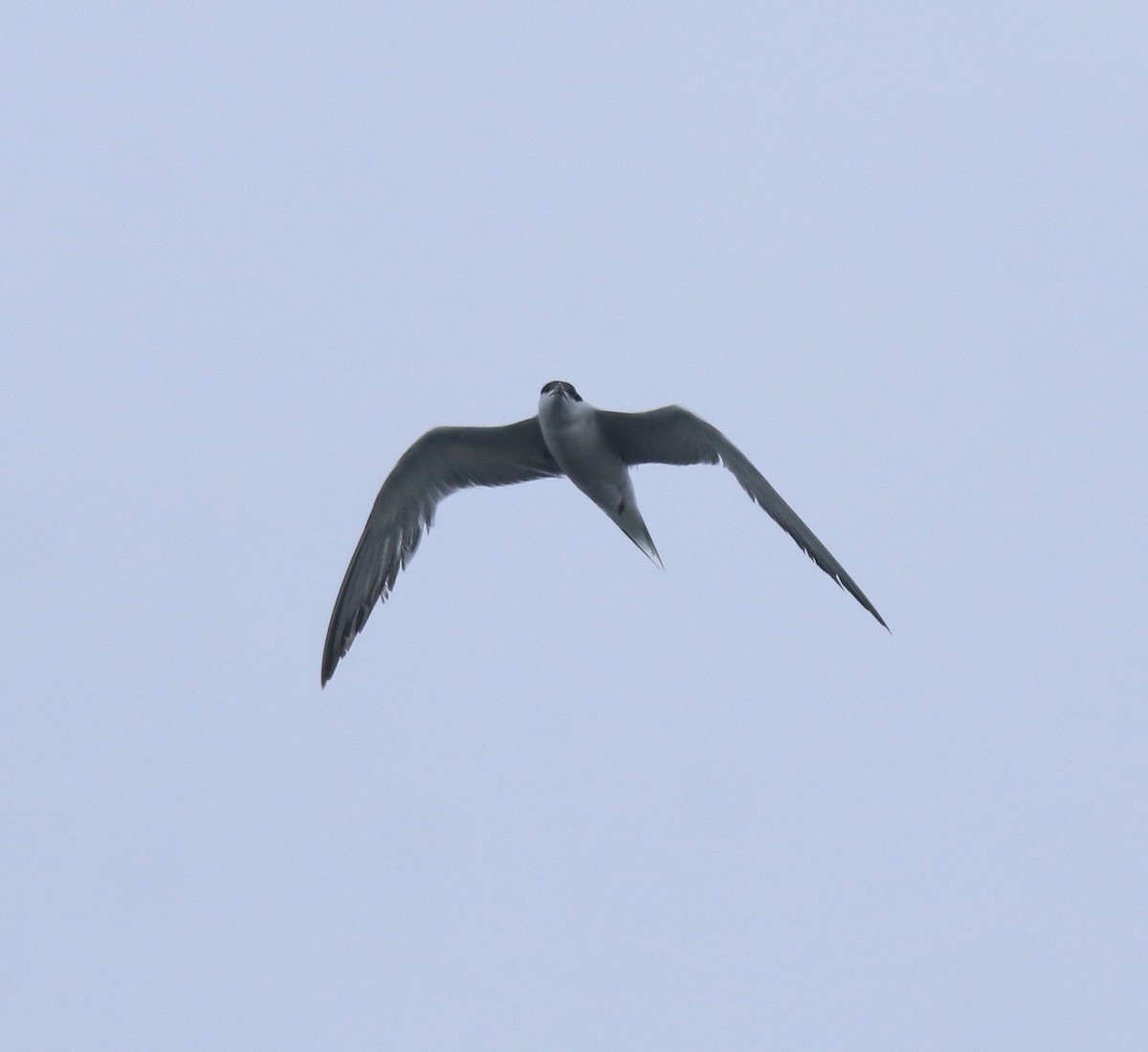 Common Tern - ML646999798