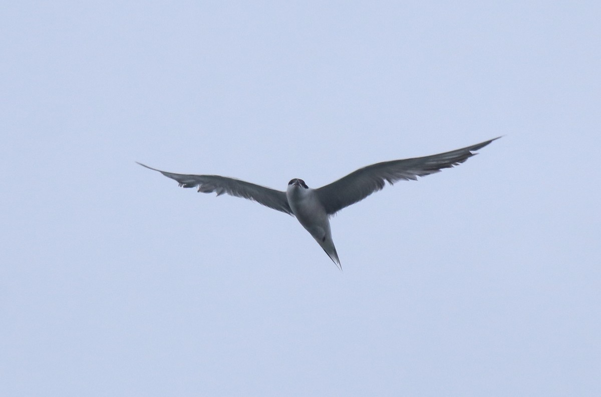 Common Tern - ML646999799