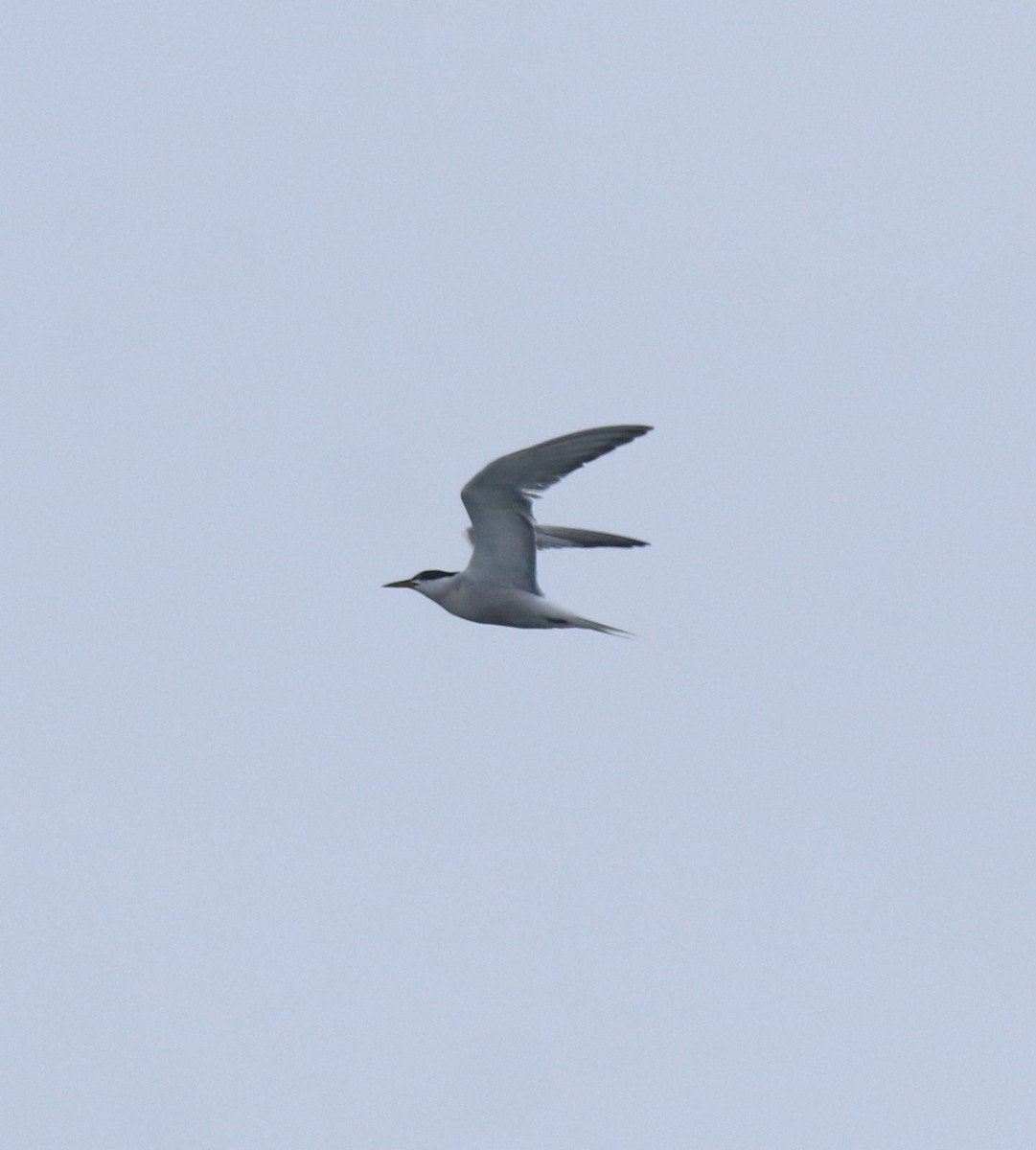 Common Tern - ML646999800
