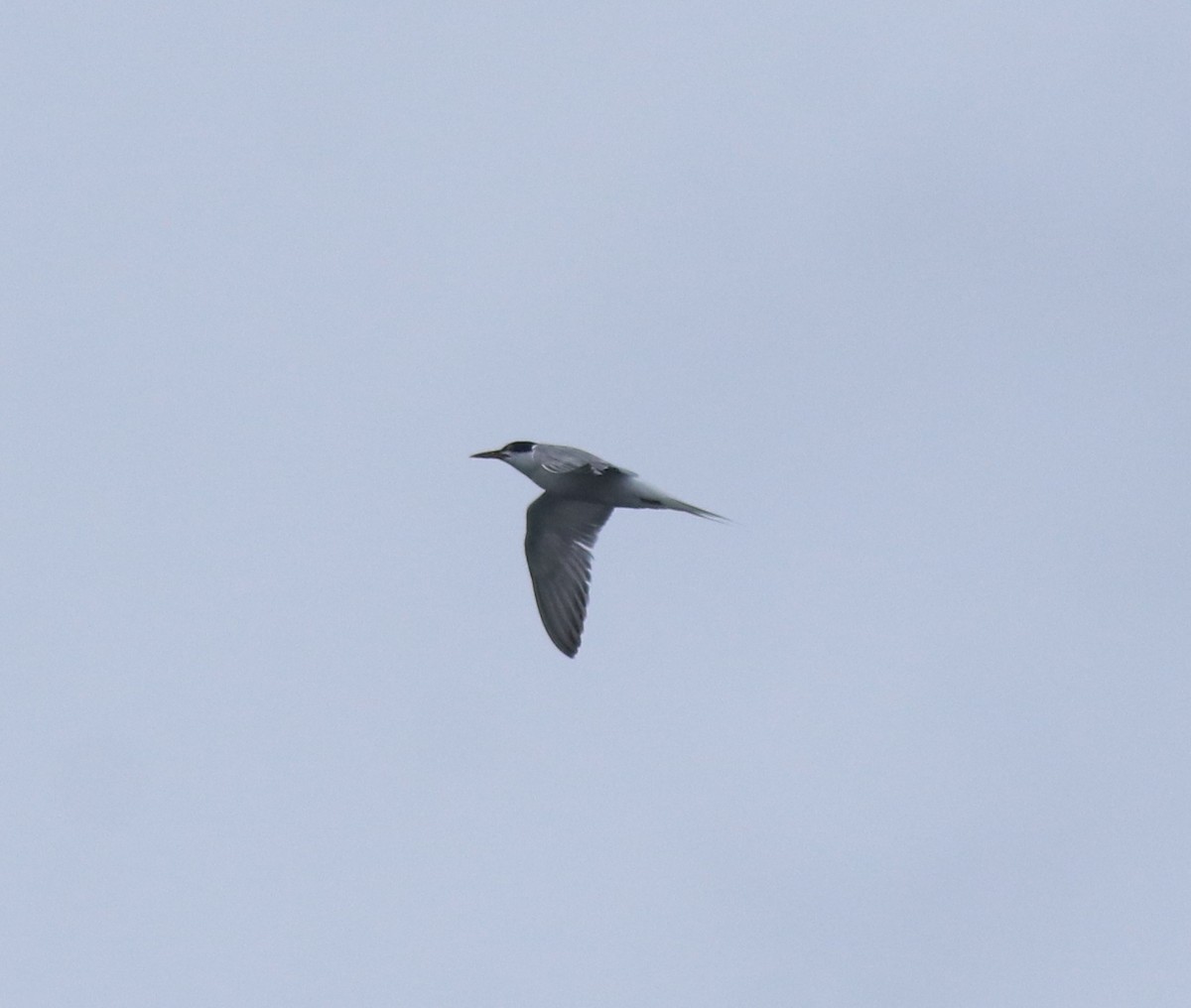 Common Tern - ML646999801