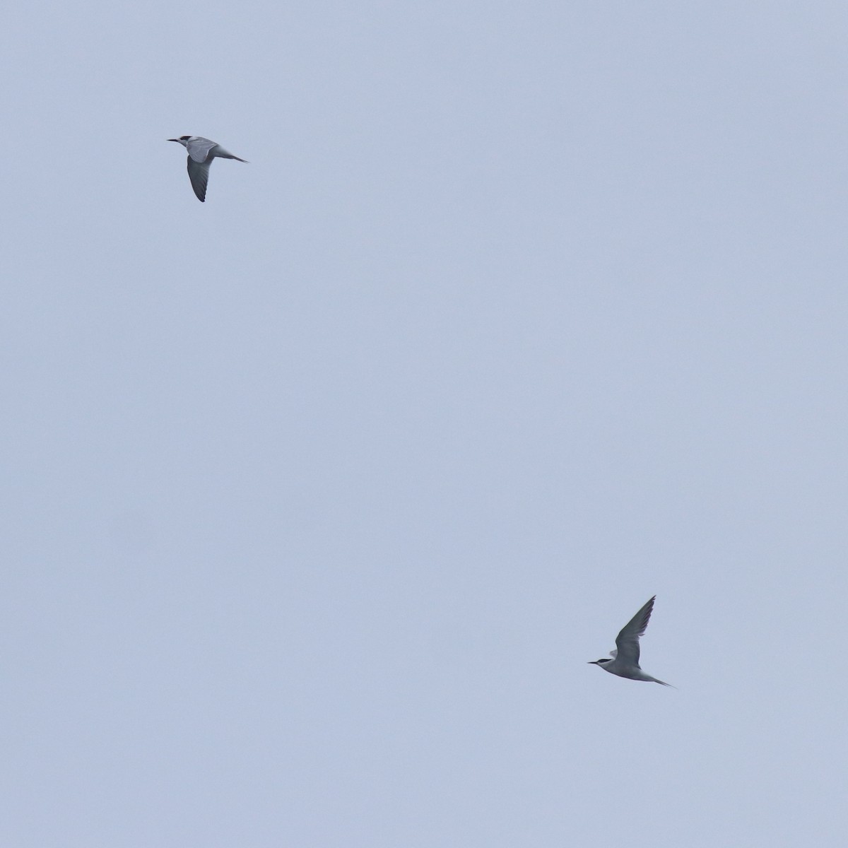 Common Tern - ML646999802