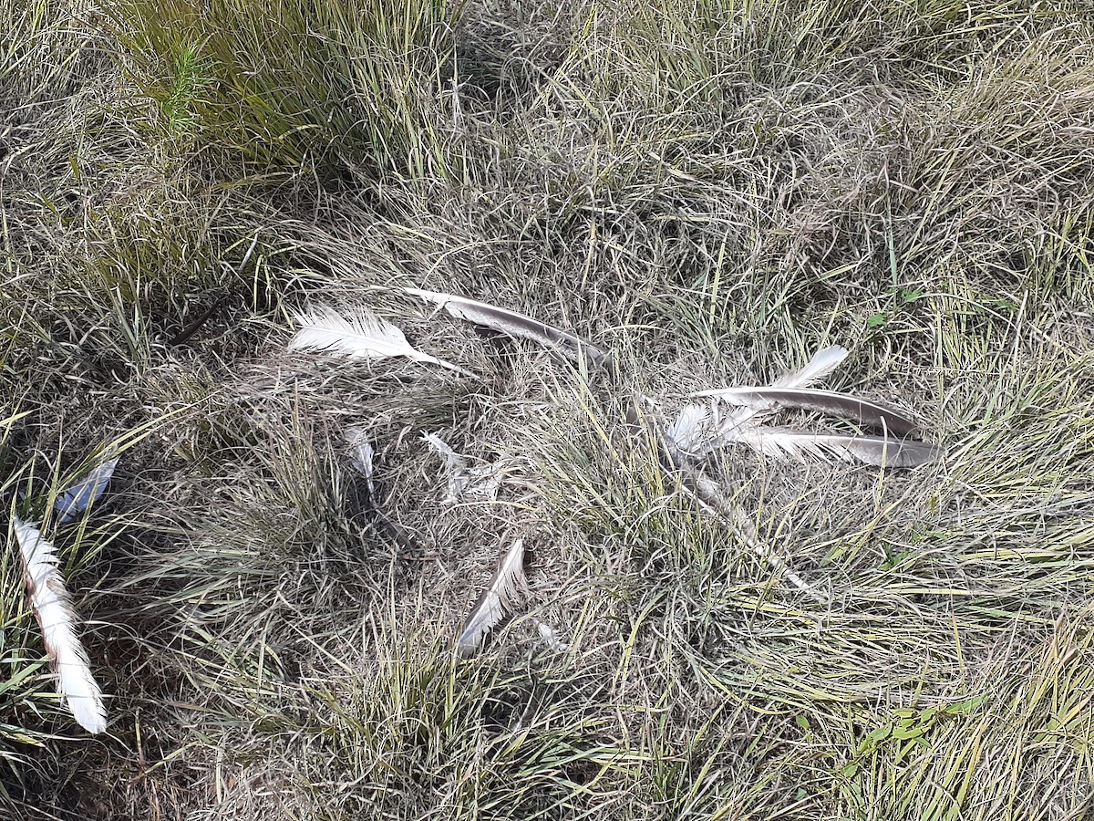 דורס יום בלתי-מזוהה (עקב) - ML646999805