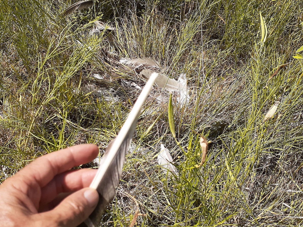 דורס יום בלתי-מזוהה (עקב) - ML646999806