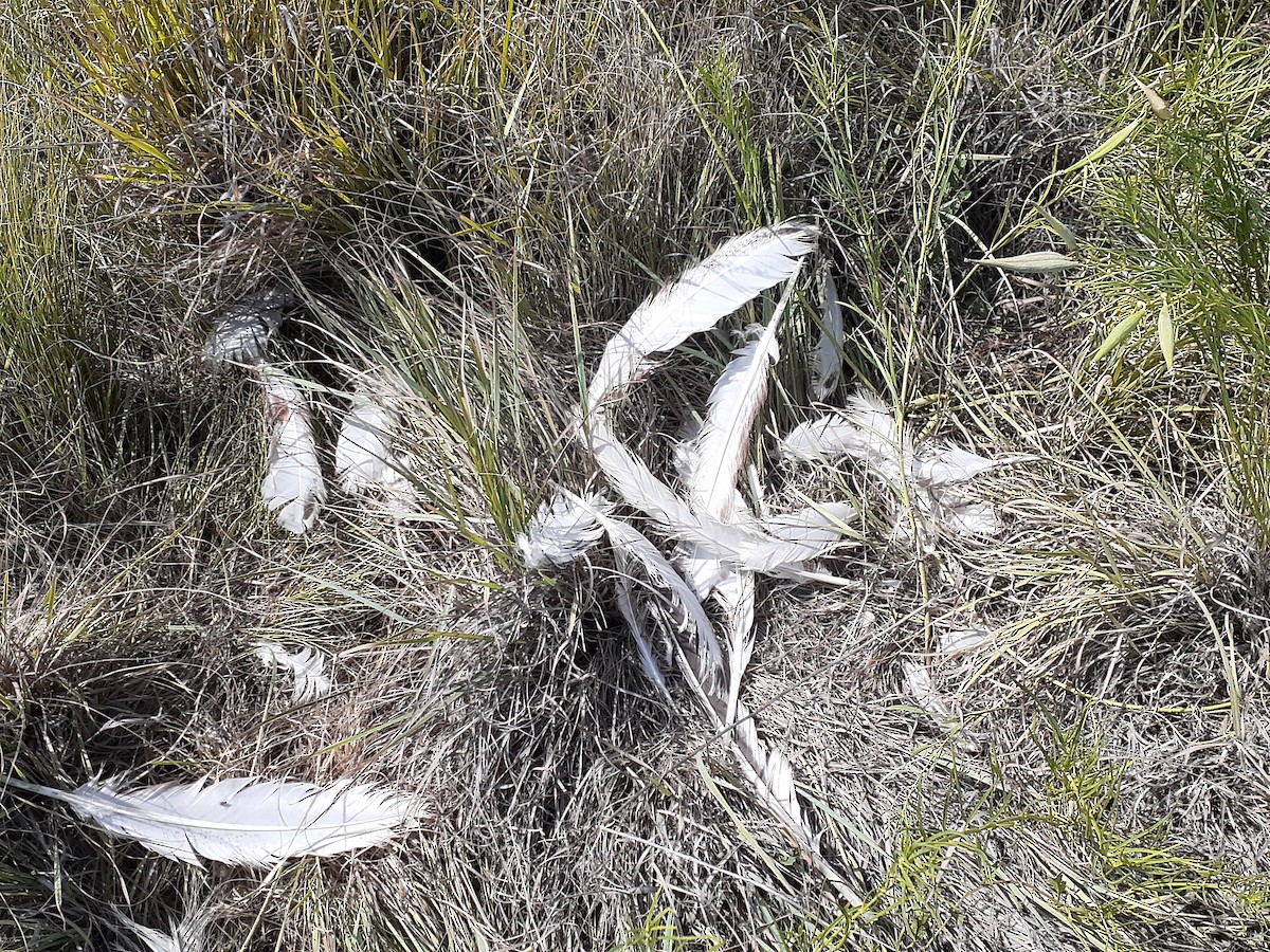 דורס יום בלתי-מזוהה (עקב) - ML646999807