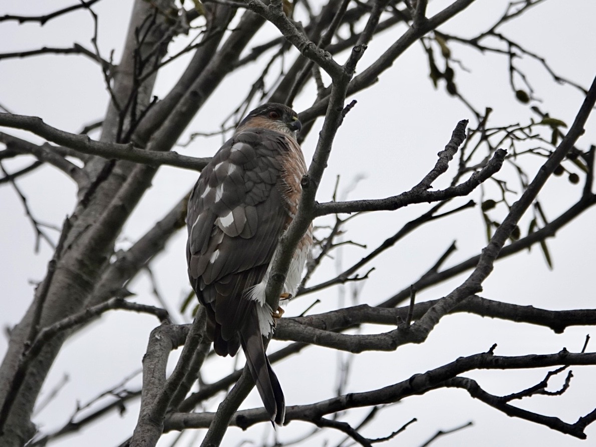 Американский перепелятник - ML646999808