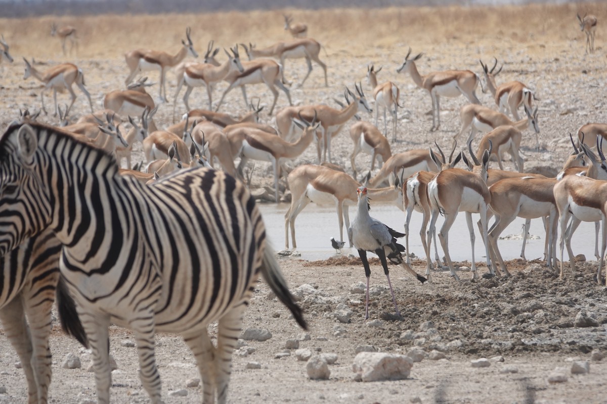 Secretarybird - ML646999809
