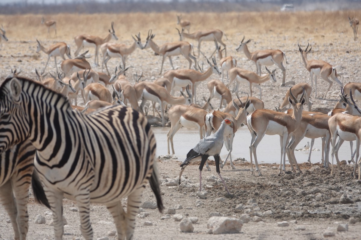 Secretarybird - ML646999810