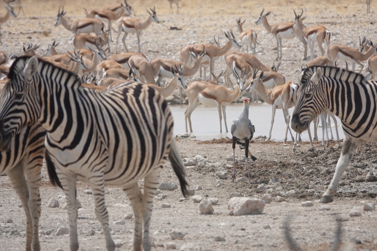 Secretarybird - ML646999811
